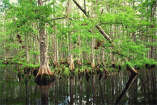 Cypress Swamp courtesy South Florida Water Management District