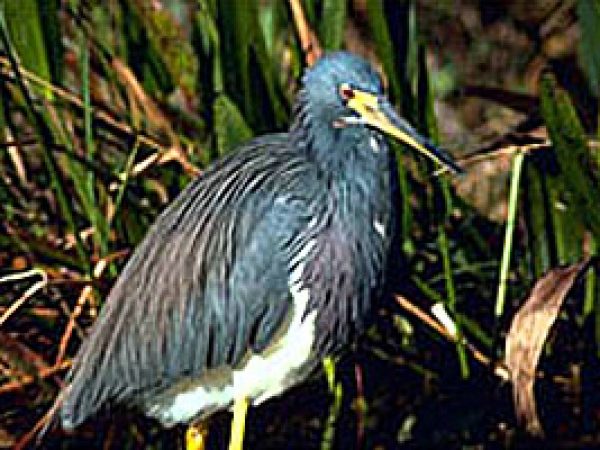Tricolored heron (Egretta tricolor). Photo courtesy U.S. Fish and Wildlife Service