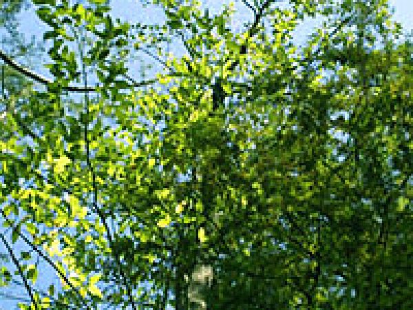 Swamp tupelo (Nyssa sylvatica var. biflora). Photo © Steve Baskauf