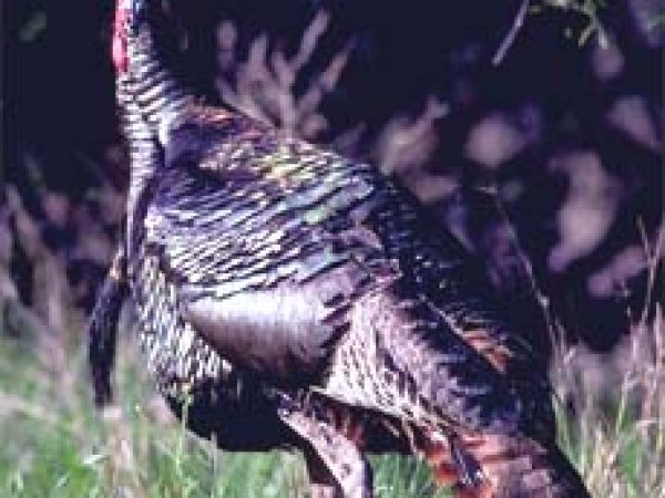 Wild turkey (Meleagris gallopavo). Photo courtesy A. Wilson/U.S. Geological Survey