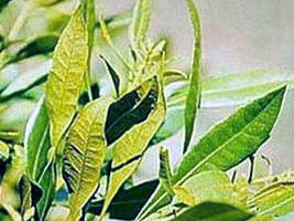 Wax myrtle (Morella cerifera). Photo courtesy NOAA
