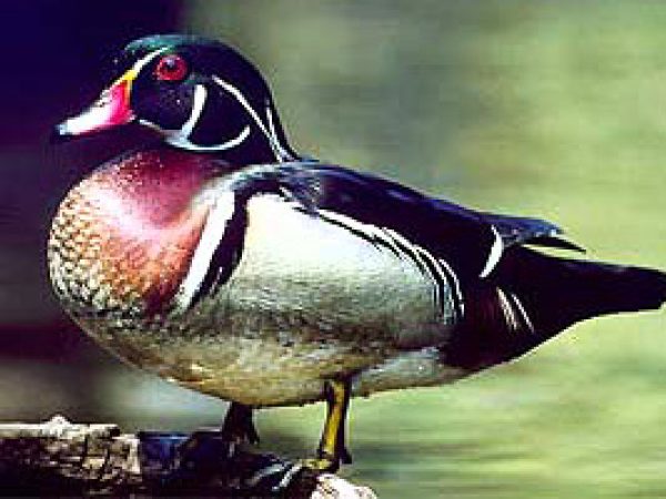 Wood duck (Aix sponsa). Photo courtesy U.S. Geological Survey