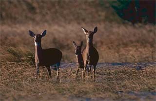 White-tail deer. Photo courtesy U.S. Fish and Wildlife Service