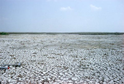 During drought conditions, aquatic habitats became scarce. Photo courtesy South Florida Water Management District