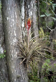 Epiphyte Bromeliad. Photo courtesy U.S. Geological Survey