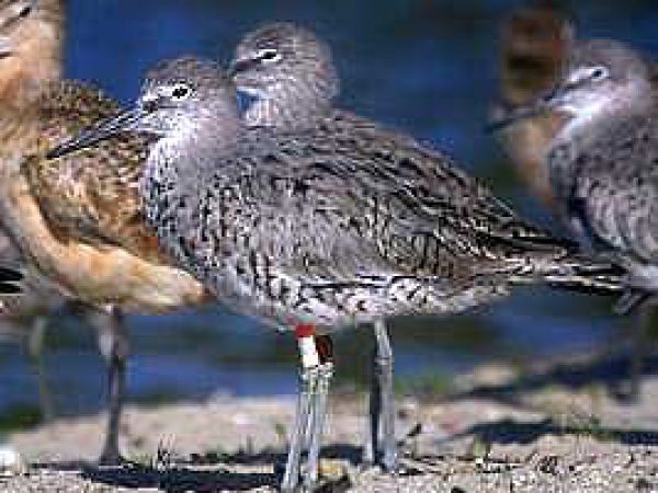 Willet (Catoptrophorus semipalmatus). Photo courtesy U.S. Geological Survey