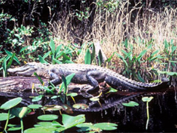 American alligator (Alligator mississippiensis). Photo courtesy U.S. Fish and Wildlife Service
