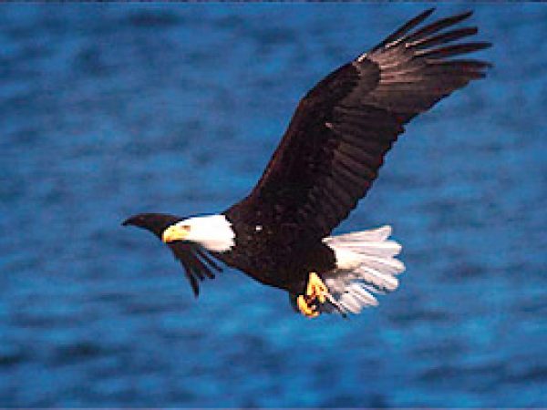 Southern bald eagle (Haliaetus leucocephalus leucocephalus). Photo © John White