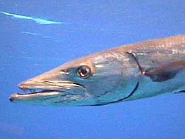 Great barracuda. Photo © Bob Klemow