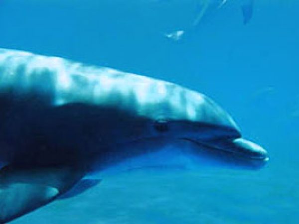 Bottlenose dolphin (Turiops truncatus). Photo © Tobey Curtis