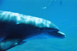 Bottlenose dolphin (Turiops truncatus). Photo © Tobey Curtis