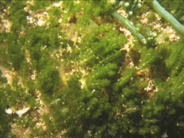 Caulerpa verticillata. Photo © John Huisman
