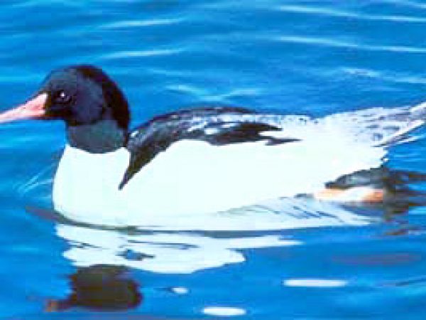 Common merganser (Mergus merganser). Photo courtesy U.S. Geological Survey