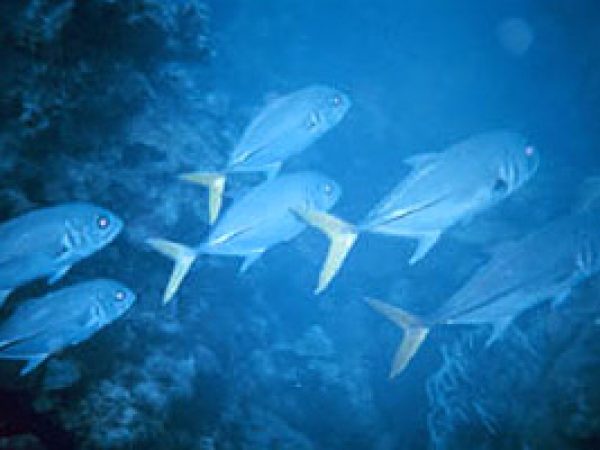 Crevalle jack. Photo courtesy NOAA