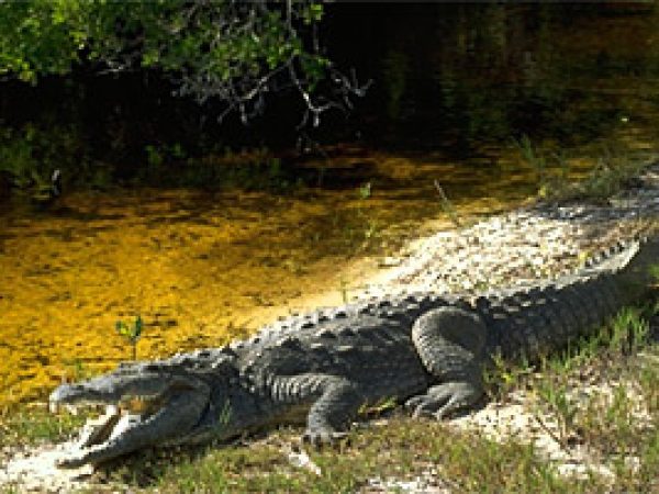 American crocodile (Crocodylus acutus). Photo © Gerald and Buff Corsi, California Academy of Sciences