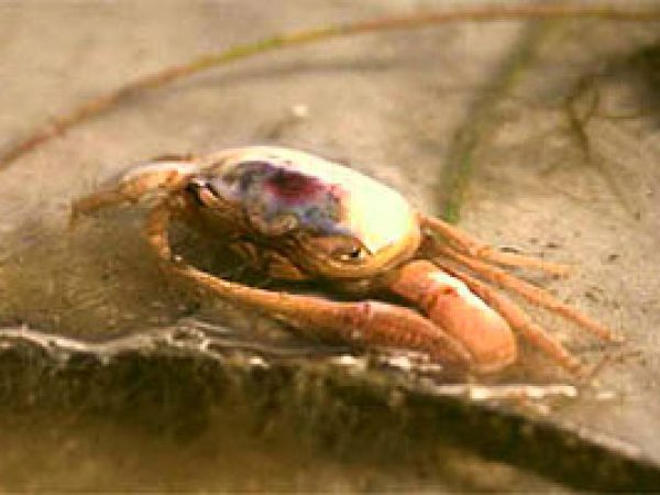 Fiddler crab. Photo courtesy South Florida Water Management District