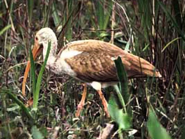 Glossy ibis (Plegadis falcinellus). Photo courtesy U.S. Geological Survey