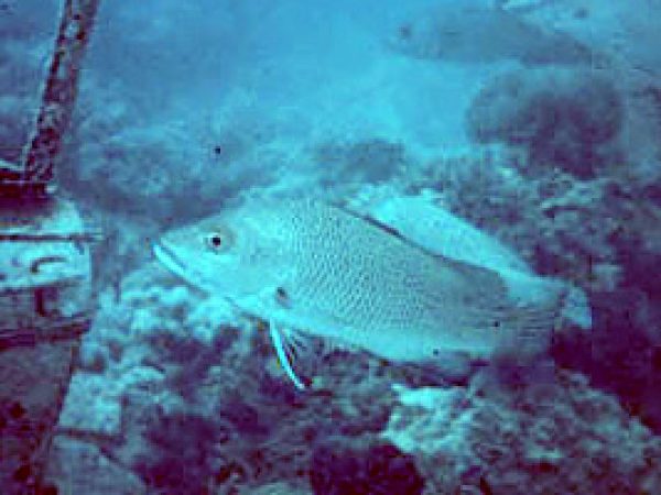 Gray snapper. Photo courtesy NOAA