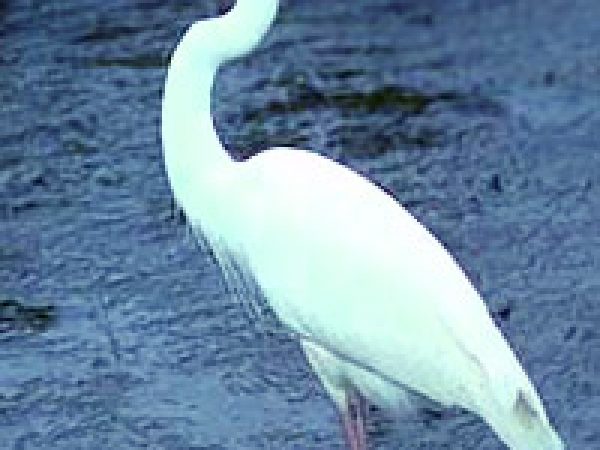 Great white heron (Ardea herodias). Photo courtesy Peter Osenton/U.S. Geological Survey