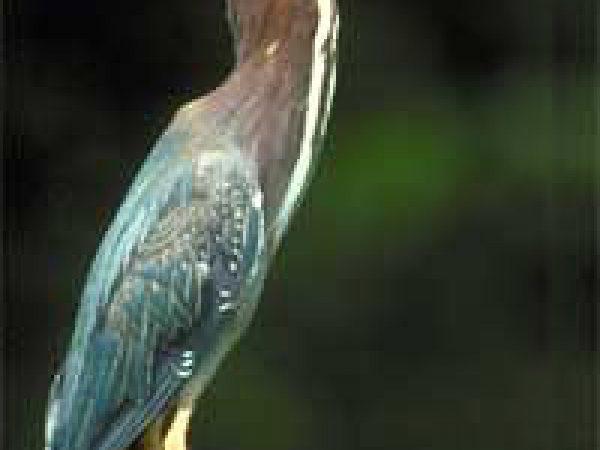 Green-backed heron (Butorides striatus). Photo courtesy U.S. Geological Survey