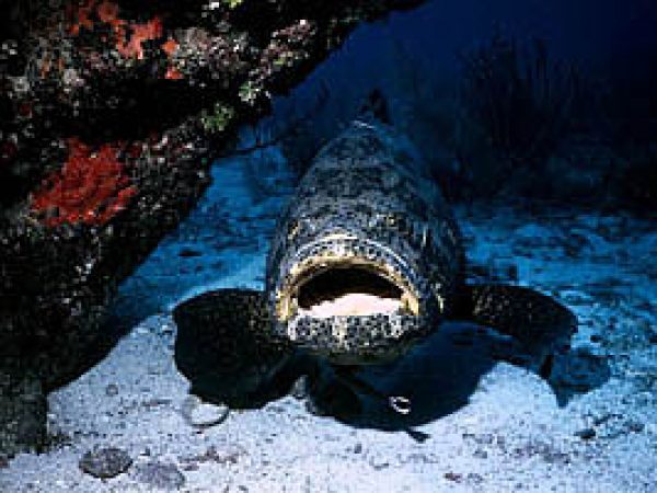 Goliath Grouper (Epinephelus itajara). Photo © Don DeMaria