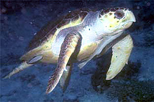 Atlantic hawksbill sea turtle. Photo © Eugene Weber, California Academy of Sciences