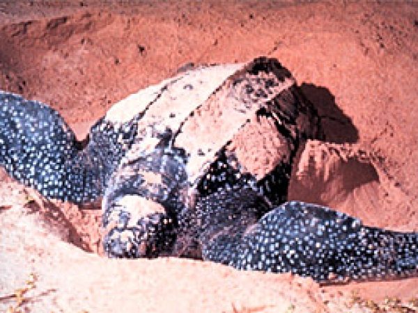 Atlantic leatherback turtle (Dermochelys coriacea). Photo © Chuck Savall