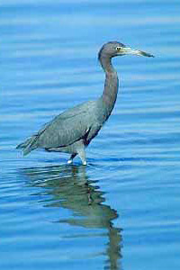 Little blue heron (Egretta caerulae). Photo courtesy South Florida Water Management District