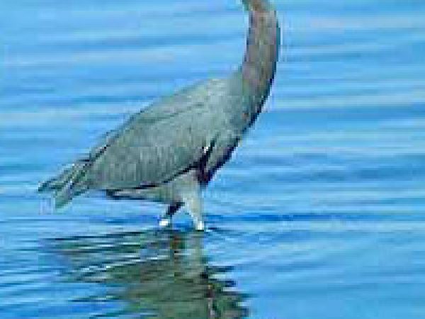 Little blue heron (Egretta caerulae). Photo courtesy South Florida Water Management District