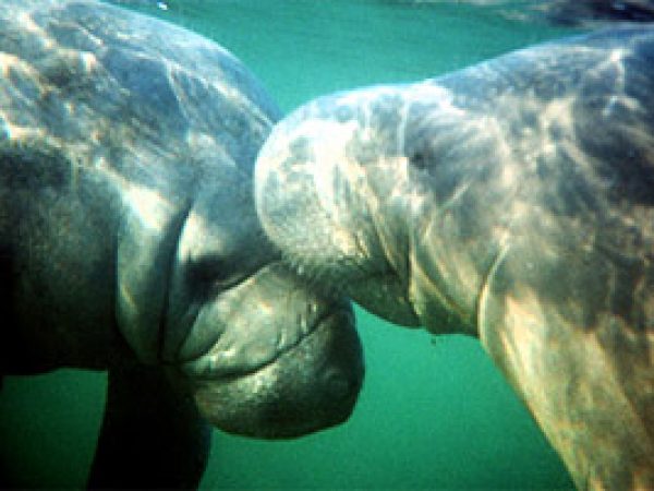 West Indian manatee (Trichechus manatus). Photo © Laurel Canty-Ehrlich, NOAA