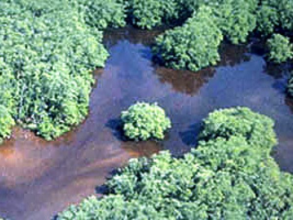 Mangroves in Florida Bay Estuary. Photo courtesy South Florida Water Management District