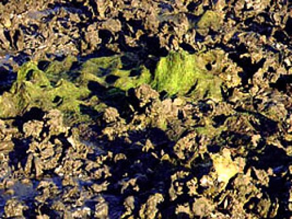 Oyster bed. Photo courtesy South Florida Water Management District
