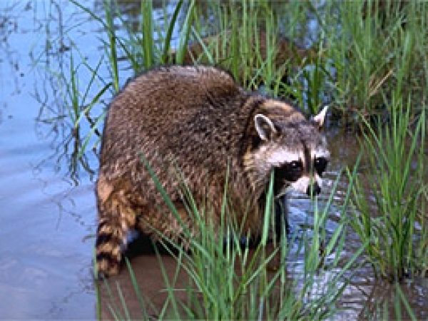 Raccoon (Procyon lotor). Photo © Gerald and Buff Corsi, California Academy of Sciences