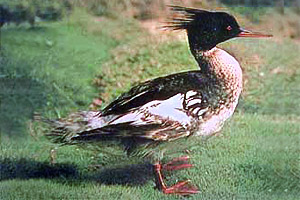 Red-breasted merganser (Mergus serrator). Photo courtesy U.S. Geological Survey