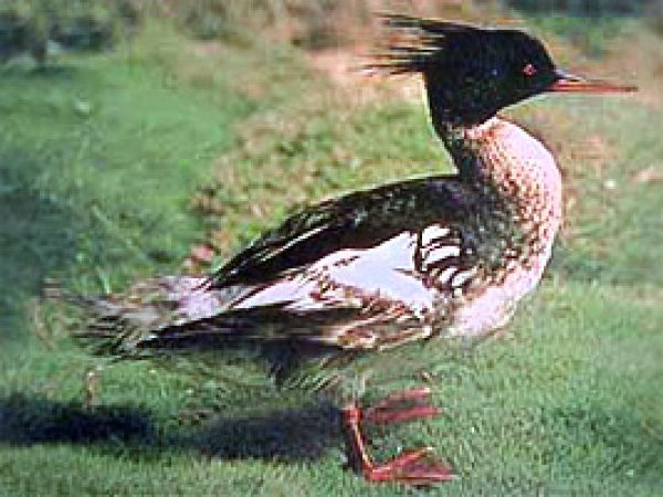 Red-breasted merganser (Mergus serrator). Photo courtesy U.S. Geological Survey