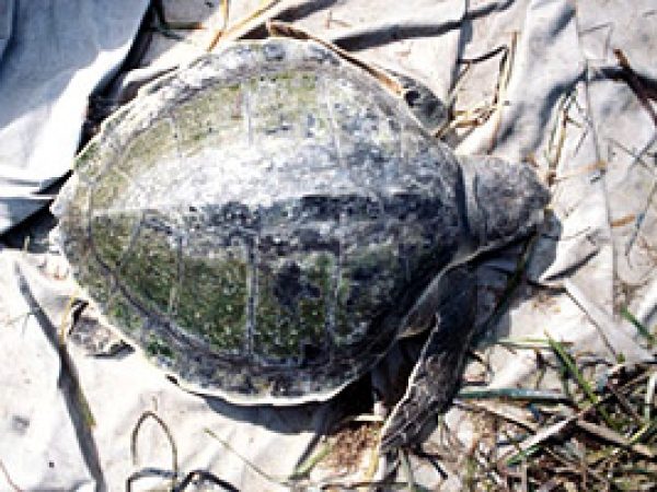 Atlantic Ridley turtle (Lepidochelys kempi). Photo © U.S. Geological Survey