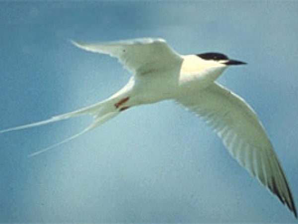 Roseate tern (Sterna dougailii). Photo courtesy U.S. Geological Survey