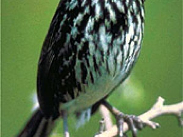 Cape sable seaside sparrow (Ammodramus maritima mirabilis). Photo © U.S. Fish and Wildlife Service