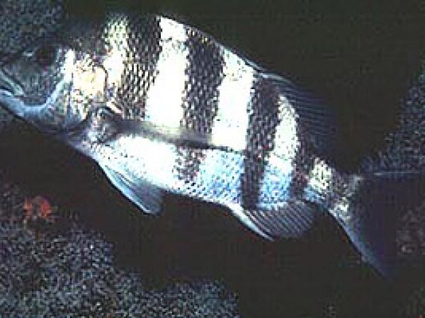 Sheepshead. Photo © David Snyder