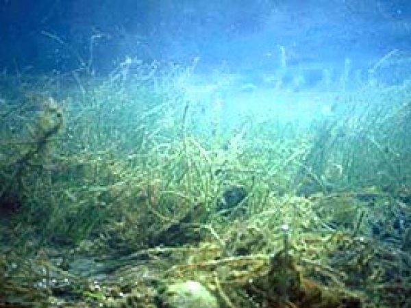 Shoal grass. Photo courtesy South Florida Water Management District