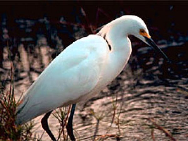 Snowy egret (Egretta thula). Photo courtesy U.S. Fish and Wildlife Service