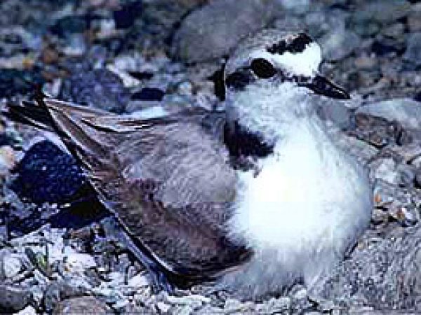 Snowy plover (Charadrius alexandrinus). Photo © Marguerite Gregory, California Academy of Sciences