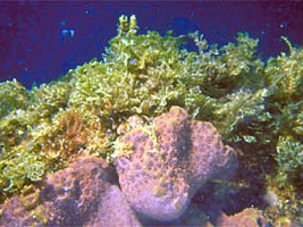 Hardbottom reef. Photo courtesy South Florida Water Management District