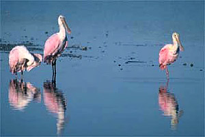 Roseate spoonbill. Photo © Gerald and Buff Corsi, California Academy of Sciences