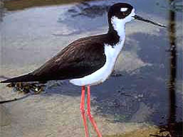 Black-necked stilt (Himantopus mexicanus). Photo © Gerald and Buff Corsi, California Academy of Sciences