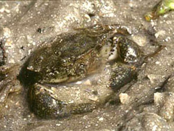 Stone crab. Photo courtesy South Florida Water Management District