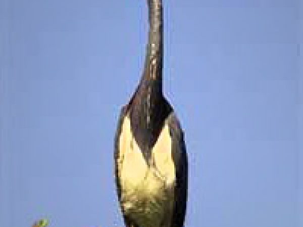 Tri-colored heron (Egretta tricolor). Photo courtesy South Florida Water Management District