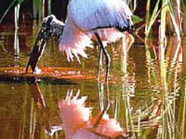 Wood stork (Mycteria americana). Photo courtesy U.S. Geological Survey
