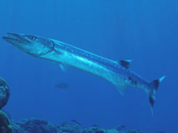 Great Barracuda (Sphyraena barracuda). Photo © Steve Jones