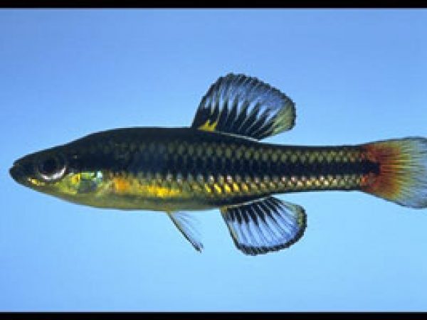 Bluefin Killifish (Lucania goodei). Photo © Noel Burkhead